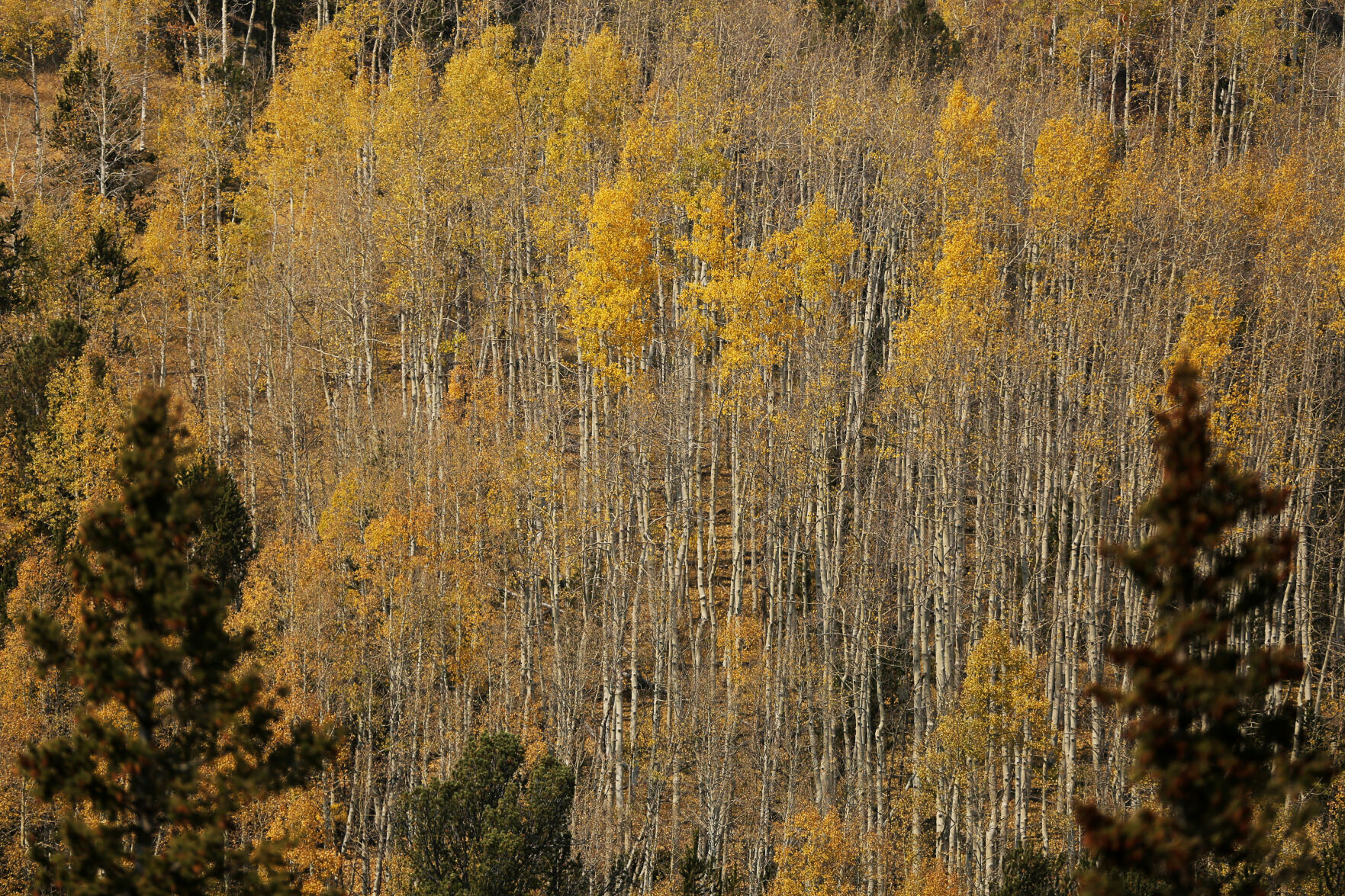093020-news-aspens 13.JPG